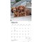 BrownTrout; Dachshund Puppies | 2027 12 x 24 Inch (Hanging) Monthly Square Wall Calendar | Plastic-Free; Category:Wall Calendars; Image:4